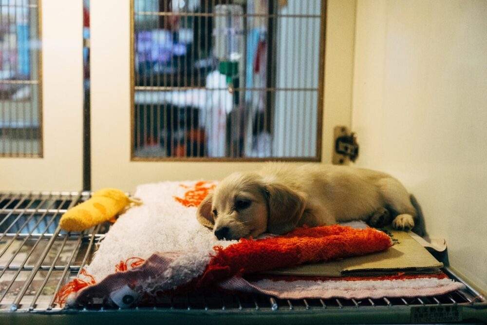 veterinário pode ser mei